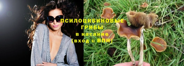 стаф Новозыбков